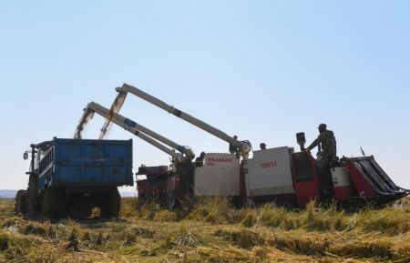 (miniature) Un agriculteur r&eacute;colte du riz dans le bourg de Xihe de la ville de Shulan