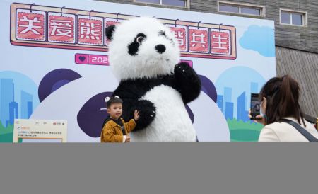 (miniature) Des touristes participent à un événement thématique marquant la Journée internationale des pandas organisé dans la Base de recherche sur la reproduction des pandas géants de Chengdu