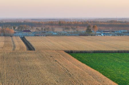 (miniature) Des champs