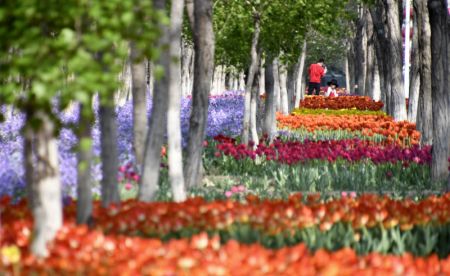 (miniature) Des touristes chinois s'amusent parmi des tulipes en fleurs dans l'arrondissement de Daxing de Beijing