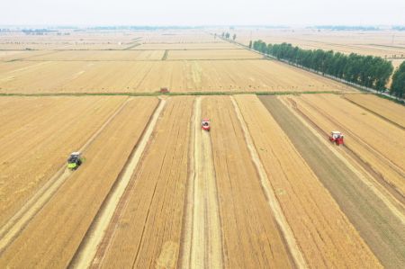 (miniature) R&eacute;colte du bl&eacute; dans le bourg de Huyang &agrave; Tanghe
