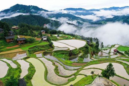 (miniature) Photo aérienne prise le 19 mai 2024 de champs en terrasses au village de Yangdong à Liping