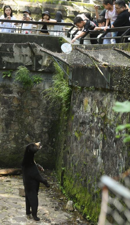 (miniature) Un ours malais se tient debout sur ses pattes arrière tout en interagissant avec des touristes au zoo de Hangzhou