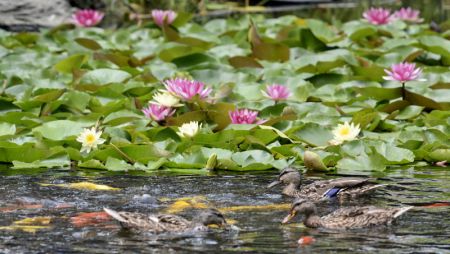 (miniature) Des fleurs de lotus dans le parc Yuanmingyuan