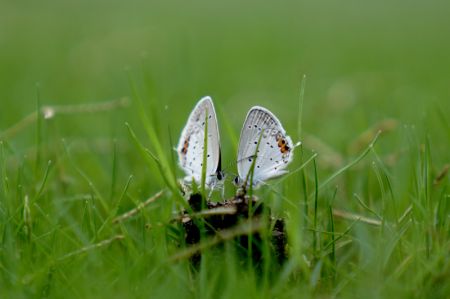 (miniature) Une piéride du chou dans un parc de l'arrondissement de Songjiang à Shanghai