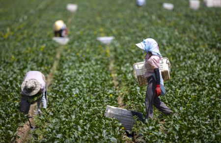 (miniature) Des personnes récoltent des légumes dans une exploitation maraîchère dans le bourg de Qujing à Qingtongxia