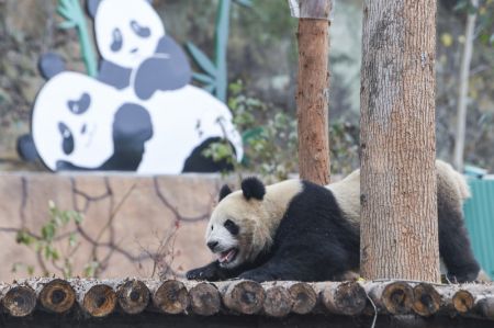 (miniature) Le panda géant Qing Lu vu au parc d'attraction animalier Locajoy dans l'arrondissement de Yongchuan de la municipalité de Chongqing (sud-ouest de la Chine)