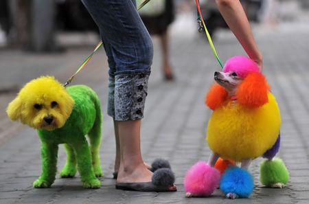 (miniature) Des chiens multicolores