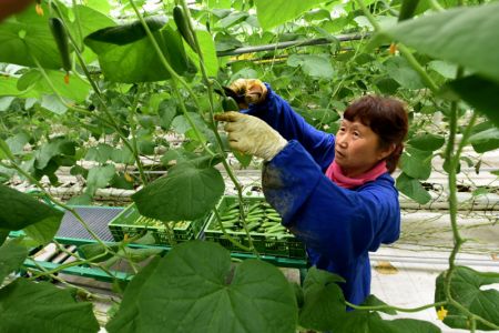 (miniature) Une employ&eacute;e cueille des concombres dans un parc industriel dans le district de Nanhe