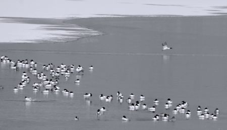 (miniature) Des oiseaux se reposent sur la rivière Yongding