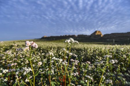 (miniature) Des sarrasins en fleurs dans le district de Yanchi