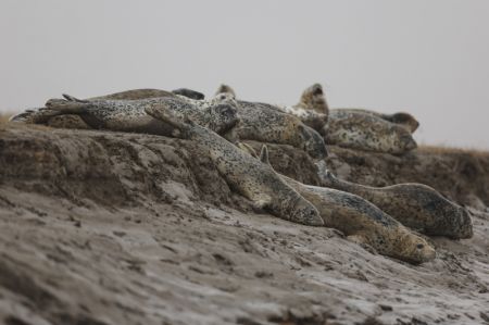 (miniature) Des phoques tachetés dans la zone maritime de Sandaogou