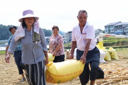 (miniature) Des agriculteurs transportent des sacs de riz dans le bourg de Wangcao du district de Suiyang