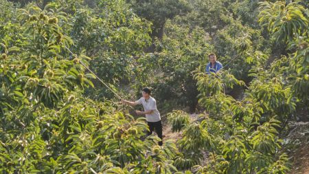 (miniature) Des agriculteurs récoltent des châtaignes dans la commune de Xiaochang de Zunhua