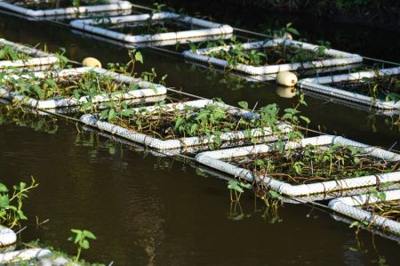 (miniature) Photo d'îles flottantes artificielles installées sur un affluent de la rivière Baoling