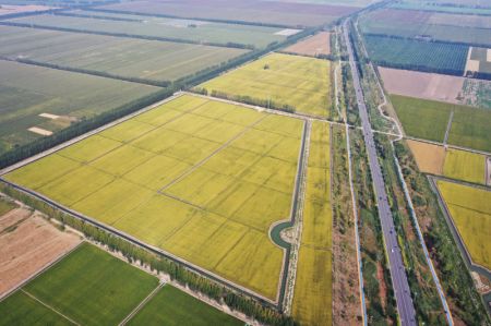 (miniature) Photo aérienne de rizières dans une zone de démonstration de plantation de riz du bourg de Dawang