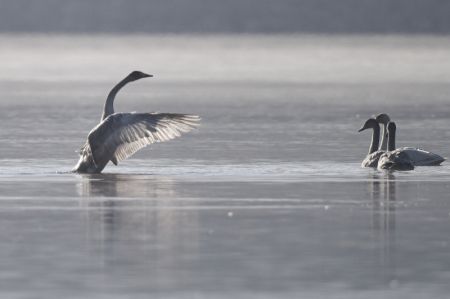 (miniature) Des cygnes passent l'hiver dans le fleuve Jaune