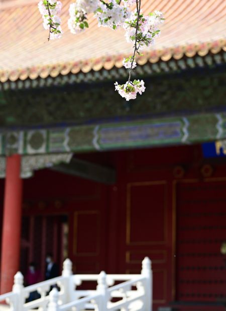 (miniature) Fleurs de b&eacute;gonia au Mus&eacute;e du Palais