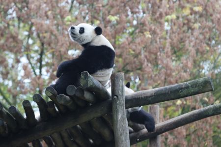 (miniature) Le panda géant Bao Mei (en haut) est photographié au zoo de Pairi Daiza à Brugelette