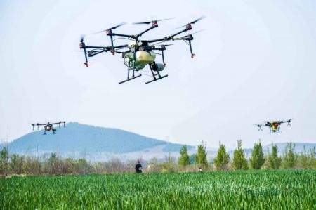 (miniature) Des membres du personnel d'une coop&eacute;rative op&egrave;rent des drones dans un champ &agrave; Qingzhou