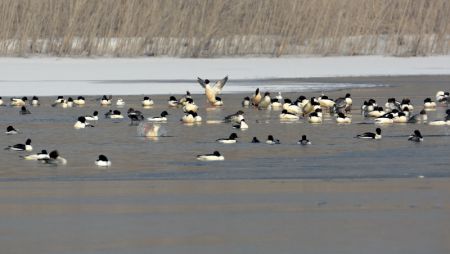 (miniature) Des oiseaux s'ébattent sur la rivière Yongding