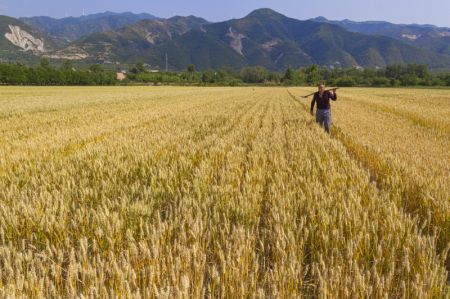 (miniature) R&eacute;colte du bl&eacute; dans le village de Yitong