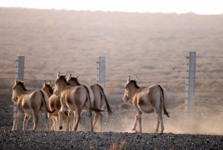 (miniature) Un troupeau d'ânes sauvages de Mongolie dans la réserve naturelle d'Urad