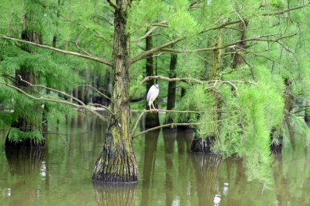 (miniature) Des oiseaux se reposent dans le parc national des terres humides du lac Chishan dans le district de Lai'an