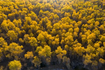 (miniature) Paysage d'automne de la forêt de peupliers du désert