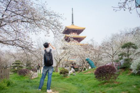 (miniature) Des touristes s'amusent dans un jardin de cerisiers à Wuhan
