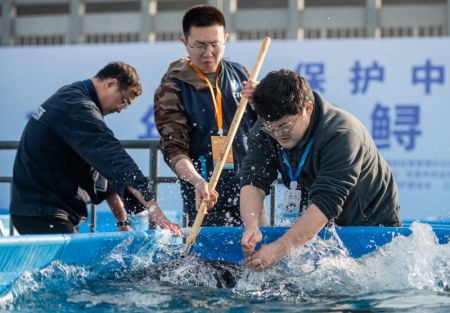 (miniature) Des membres du personnel implantent des émetteurs de sonar dans des esturgeons chinois