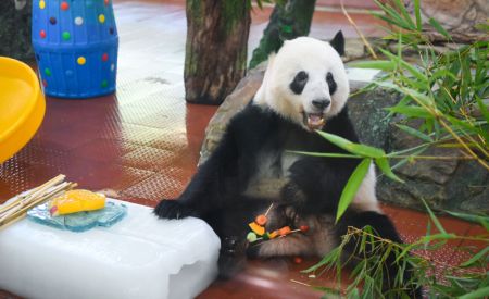 (miniature) Un panda géant s'amuse dans une salle climatisée du zoo de Guangzhou