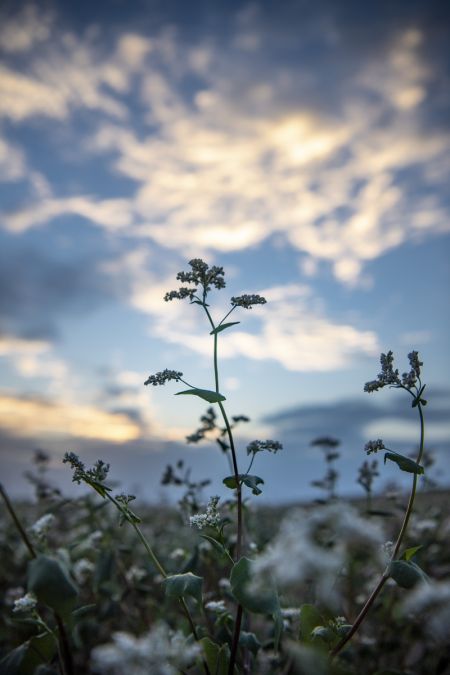 (miniature) Des sarrasins en fleurs dans le district de Yanchi