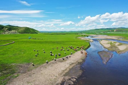 (miniature) Photo a&eacute;rienne prise le 23 juin 2022 montrant un troupeau de bovins et de chevaux se nourrissant sur la prairie d'Ulan Mod &agrave; Horqin