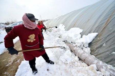 (miniature) Des agriculteurs nettoient la neige sur une serre
