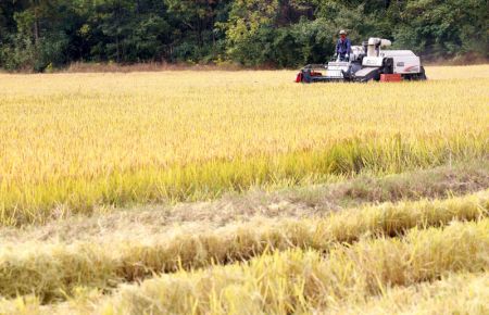 (miniature) Photo d'un agriculteur conduisant une moissonneuse dans une rizi&egrave;re &agrave; Jurong