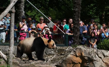 (miniature) Des visiteurs admirent le panda géant Yuan Meng au ZooParc de Beauval à Saint-Aignan