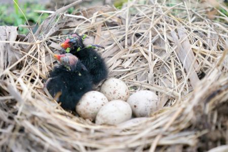 (miniature) De jeunes poules d'eau se reposent dans leur nid près d'un étang à Xingtai