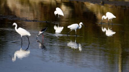 (miniature) Des oiseaux dans la réserve naturelle de mangroves de Shankou