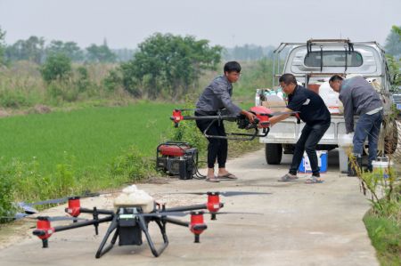 (miniature) Des agriculteurs utilisent des drones pour pulv&eacute;riser des pesticides sur une rizi&egrave;re dans le district de Nanchang