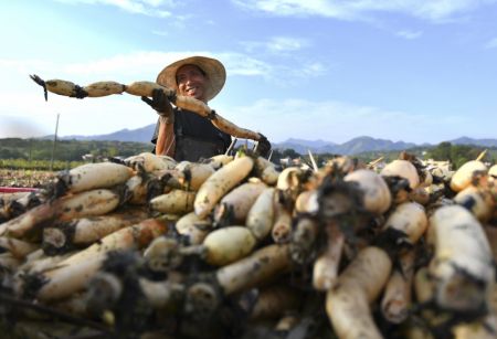 (miniature) Un agriculteur r&eacute;colte des racines de lotus dans le bourg de Banqiao de la ville de Hengyang