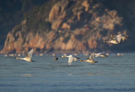 (miniature) Des cygnes survolent la zone humide de l'estuaire de la rivière Minjiang