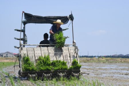 (miniature) Un agriculteur place des plants sur une machine à repiquer le riz dans une rizière du village de Mixiang à Yiyang