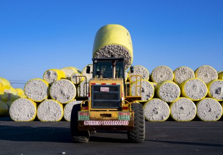 (miniature) Le coton fraichement récolté est transporté dans une usine d'égrenage du coton à Shawan