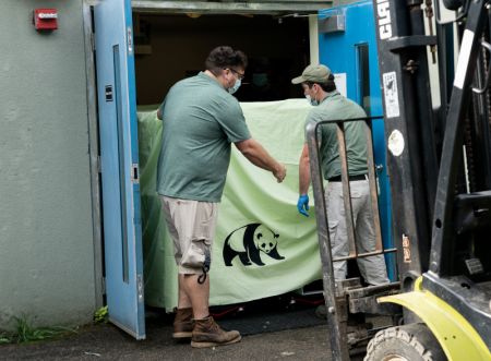 (miniature) Des membres du personnel du zoo de Memphis transfèrent une cage contenant le panda géant femelle Ya Ya