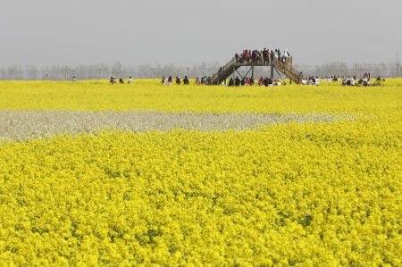 (miniature) Des visiteurs admirent des champs de colza en fleur dans le district de Baofeng