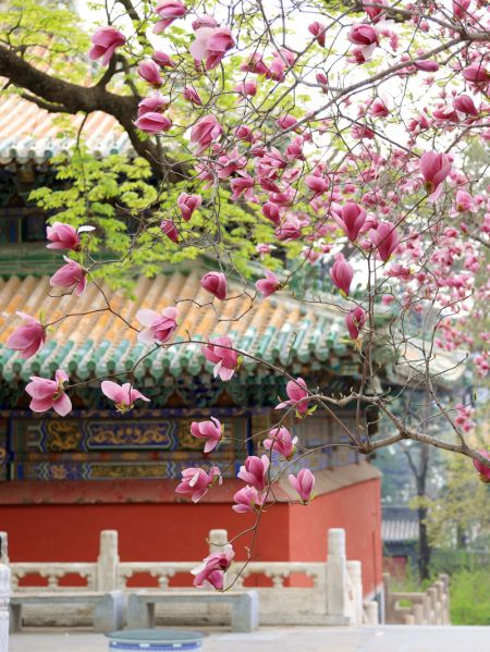 (miniature) Photo de fleurs de magnolia au temple Tanzhe