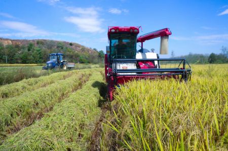 (miniature) Des agriculteurs r&eacute;coltent du riz dans le district de Guangshan