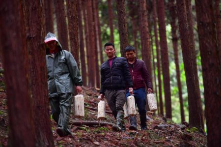 (miniature) Des villageois se pr&eacute;parent &agrave; planter des b&acirc;tonnets de Ganoderma lucidum dans une for&ecirc;t de c&egrave;dres dans le village de Daping du bourg de Lagou dans le district de Luzhai