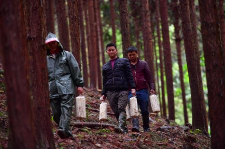 (miniature) Des villageois se préparent à planter des bâtonnets de Ganoderma lucidum dans une forêt de cèdres dans le village de Daping du bourg de Lagou dans le district de Luzhai